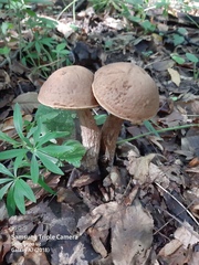 Leccinellum pseudoscabrum