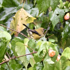 Anthornis melanura melanura