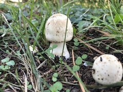 Leccinum percandidum