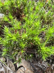 Andersonia