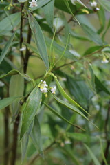 Myoporum