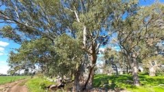 Eucalyptus camaldulensis