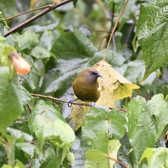 Anthornis melanura melanura