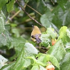 Anthornis melanura melanura
