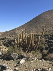 Trichocereus chiloensis
