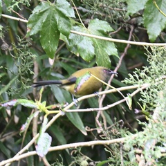 Anthornis melanura melanura