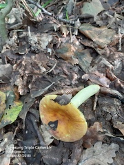 Russula aurea