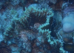 Oxypora convoluta