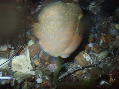 Brachaluteres jacksonianus