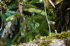 Phlegmariurus phlegmaria