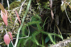 Phlegmariurus phlegmaria