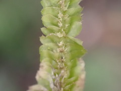 Lophocoleaceae
