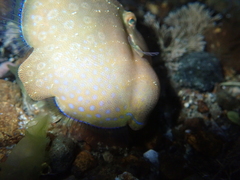 Brachaluteres jacksonianus