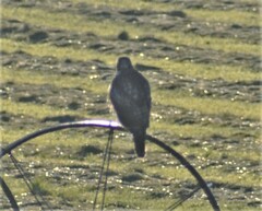 Buteo jamaicensis calurus