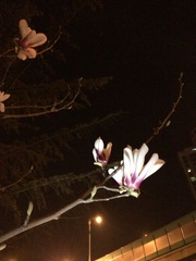 Magnolia