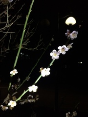 Prunus mume