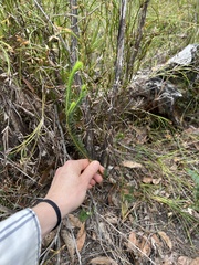 Gompholobium confertum