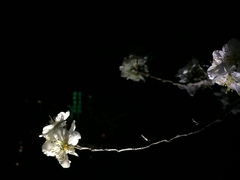 Prunus limeixing