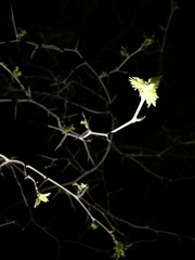 Sorbaria