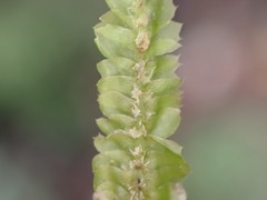Lophocoleaceae
