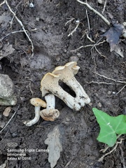 Cantharellus pallens