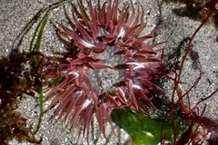Anthopleura artemisia