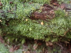 Zoopsis argentea