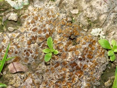 Clavascidium lacinulatum