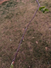 Malus asiatica