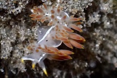 Coryphella trilineata
