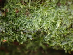 Zoopsis argentea