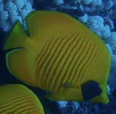 Chaetodon semilarvatus