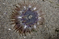 Anthopleura artemisia