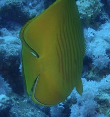 Chaetodon semilarvatus