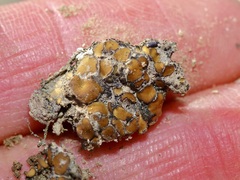 Clavascidium lacinulatum