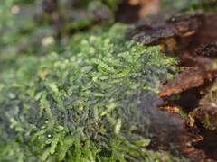 Zoopsis argentea
