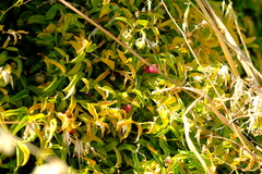 Asparagus asparagoides