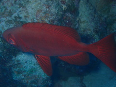 Priacanthus hamrur