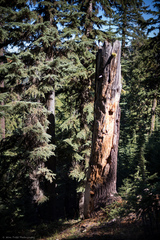 Ganoderma oregonense