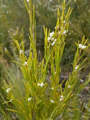 Leucopogon australis