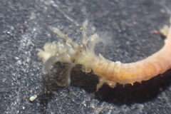 Sabellidae