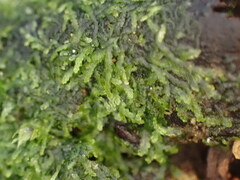 Zoopsis argentea