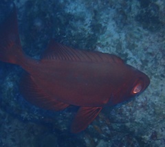 Priacanthus hamrur