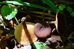 Lactarius camphoratus
