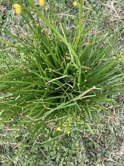 Bulbine semibarbata