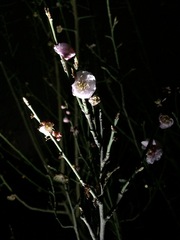 Prunus mume