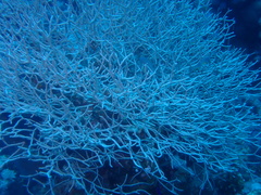 Melithaea rubrinodis