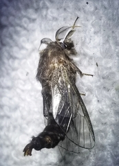 Thyridopteryx ephemeraeformis