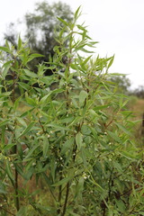 Myoporum
