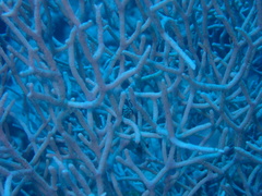 Melithaea rubrinodis